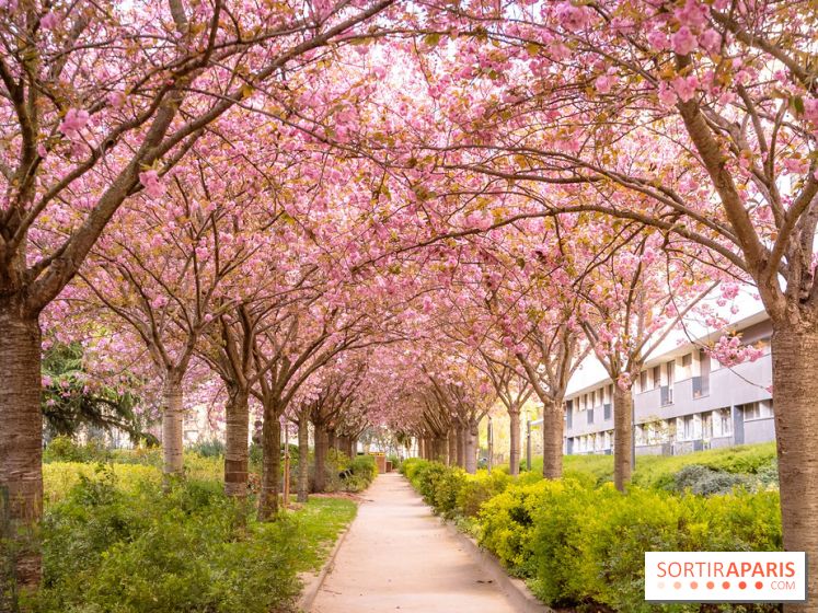 La Mail de Bièvre et ses cerisiers en fleurs, le spot Hanami caché à Paris