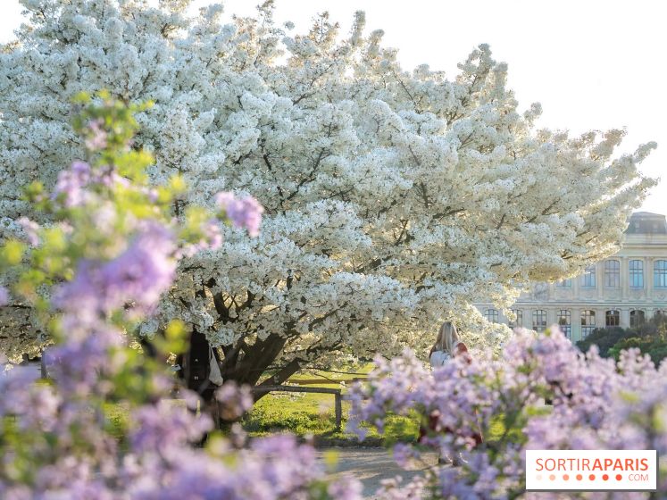 Le cerisier du Japon 'Shirotae' du Jardin des Plantes : l'arbre remarquable au blanc éclatant en fleurs