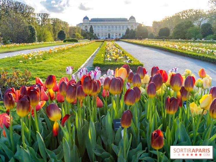 Tulipes et coquelicots, des floraisons exceptionnelles pour les 400 ans du Jardin des plantes 