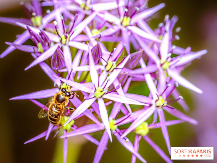 La Fête de la Nature et du bien-être animal vous attend ce samedi en Val-de-Marne