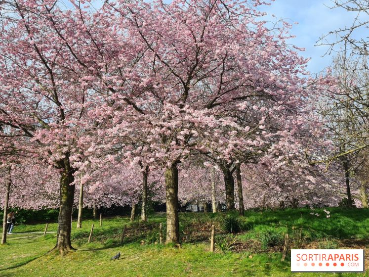 Où voir des cerisiers en fleurs à Paris et en Île-de-France : nos spots coup de cœur !