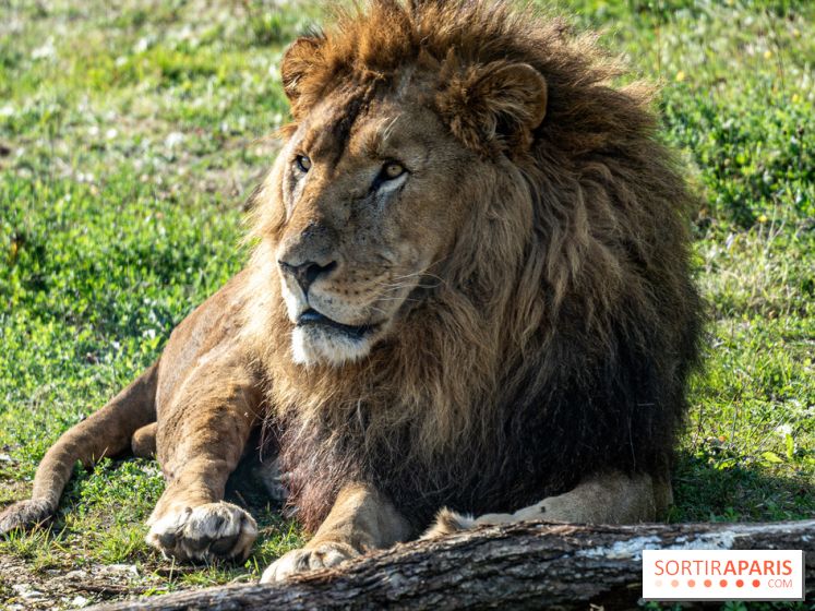 Halloween aux Parcs Zoologiques de Lumigny : Une Aventure Mystérieuse vous attend !