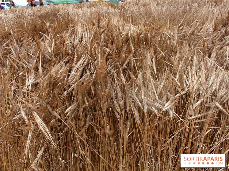 Gad Weil installe son Champ de Blés Place Vendôme