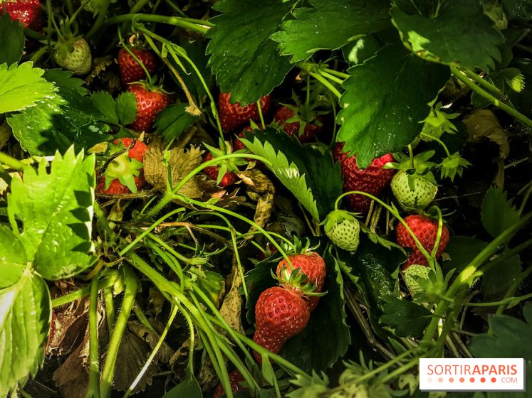 Cueillettes des fraises autour de Paris