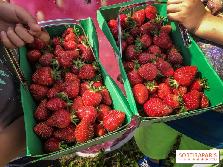 Cueillettes des fraises autour de Paris