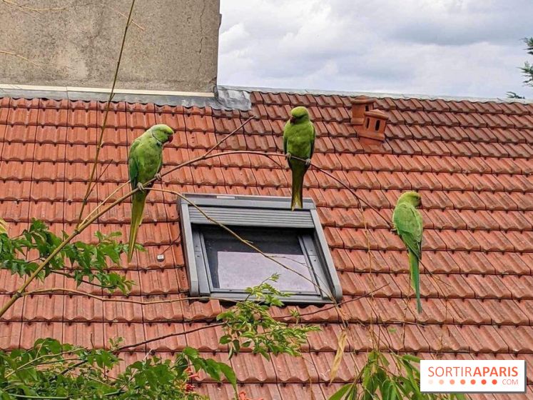Le saviez-vous ? D'où viennent ces perruches vertes à Paris et en Île-de-France ?