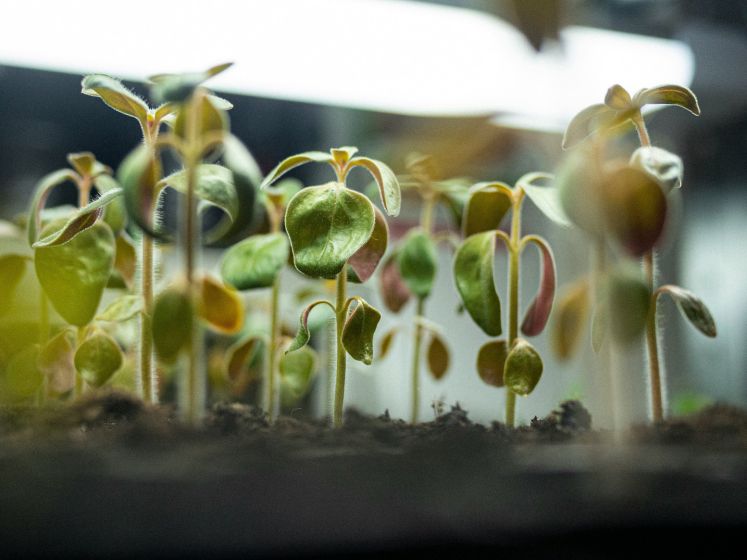 Herbarium, le premier concept-store botanique à découvrir en plein cœur du Marais