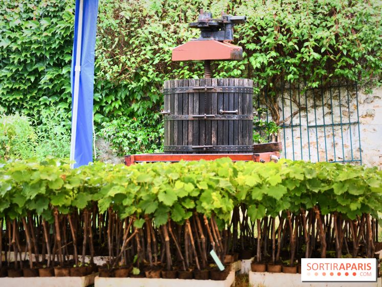 Domaine du bois brillant, la renaissance d'un vignoble historique en île-de-France