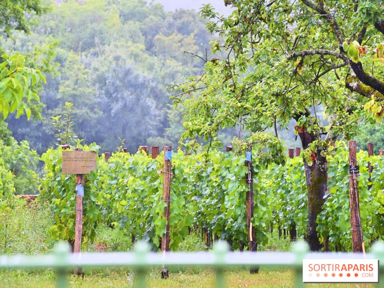 Domaine du bois brillant, la renaissance d'un vignoble historique en île-de-France