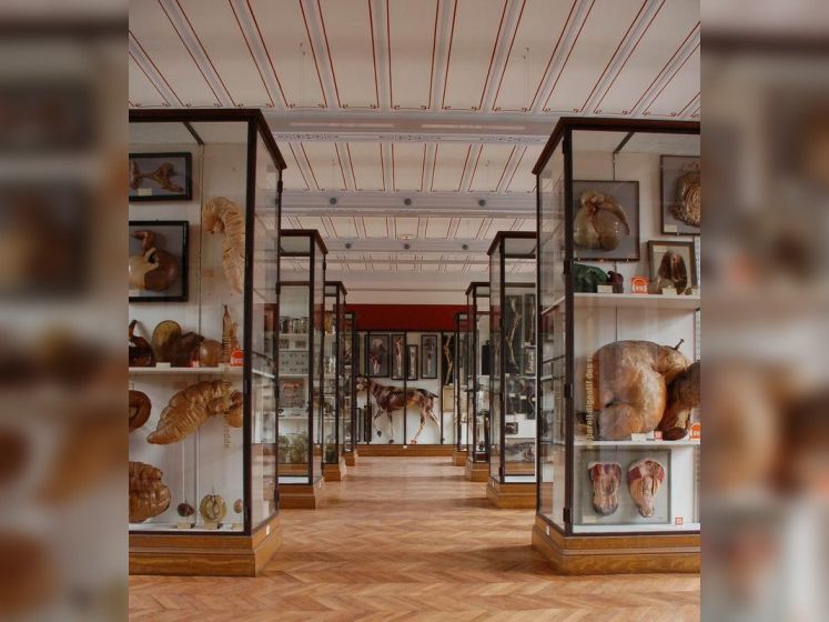 Insolite : Le Musée Fragonard de l'école vétérinaire de Maisons-Alfort