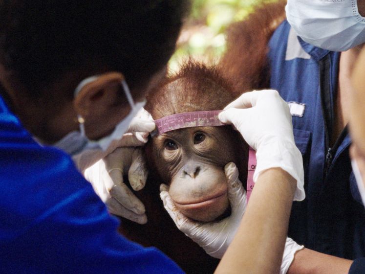 Popi ou l’état sauvage : une jeune orang-outan apprend à retrouver la forêt