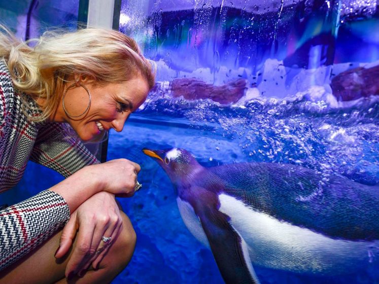 Un bébé manchot Royal est né à Sea Life Val d'Europe !
