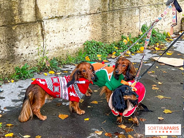 Paris Sausage Walk 2023 : la marche des teckels de retour dans la capitale, pour la bonne cause !