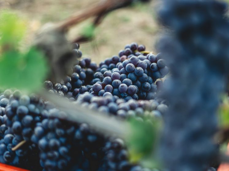 Fête des Vendanges à Rueil Malmaison