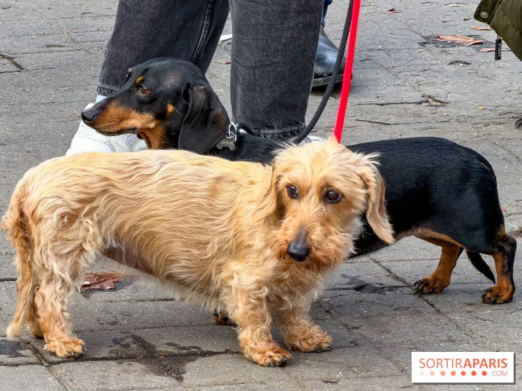 Paris Sausage Walk 2026 : la marche des teckels s'offre les Champs-Élysées pour la première fois !