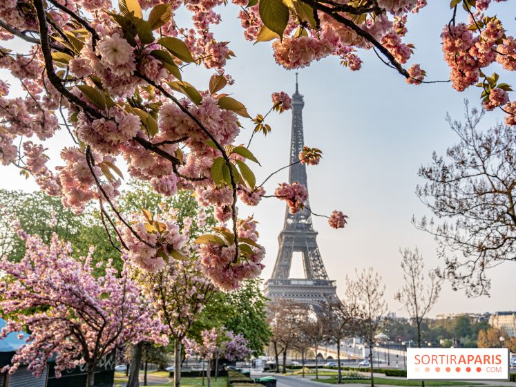 Visuel Paris Tour Eiffel cerisiers en fleurs