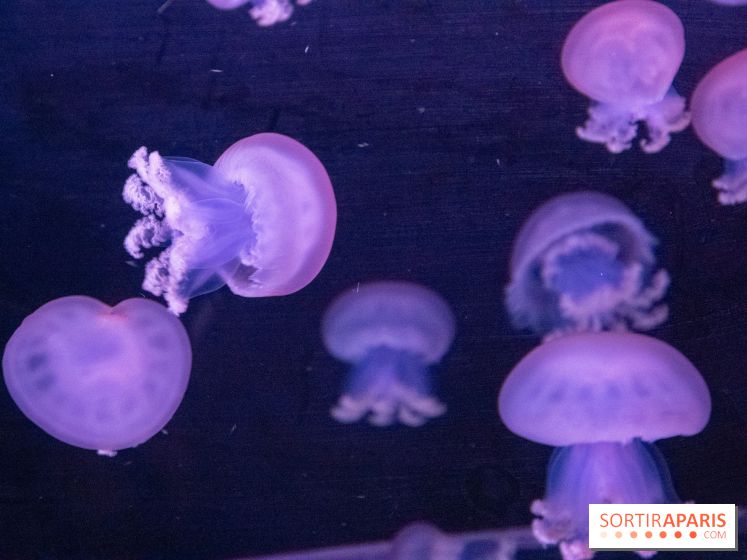 L'Aquarium de Paris ouvre son Médusarium