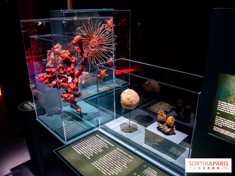 Océan, l'exposition à la Grande Galerie de l'Evolution