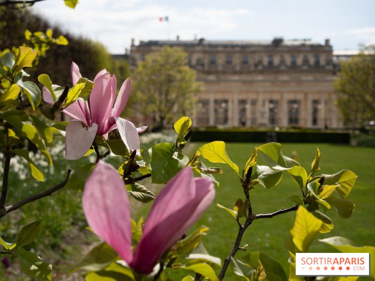 Cerisiers en fleurs à paris et aux alentours - Palais Royal