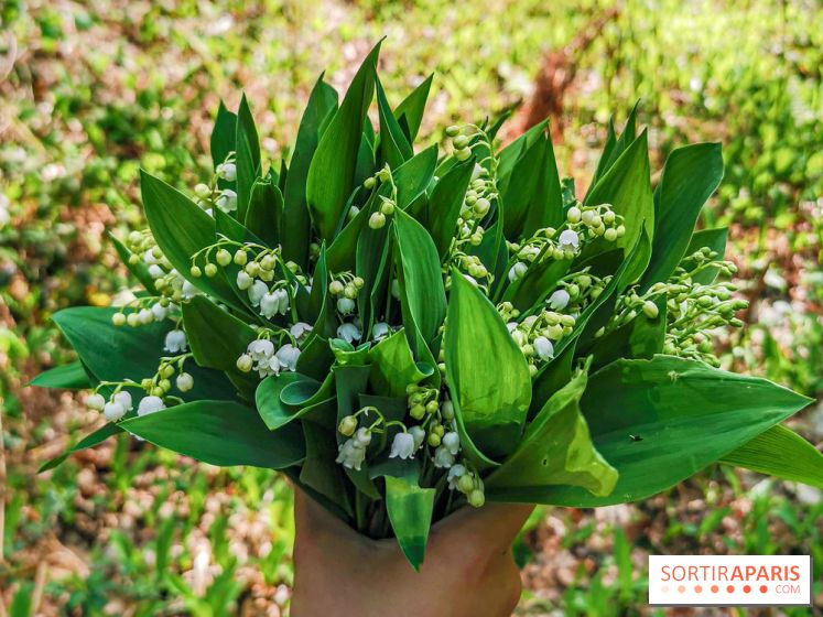 Muguet