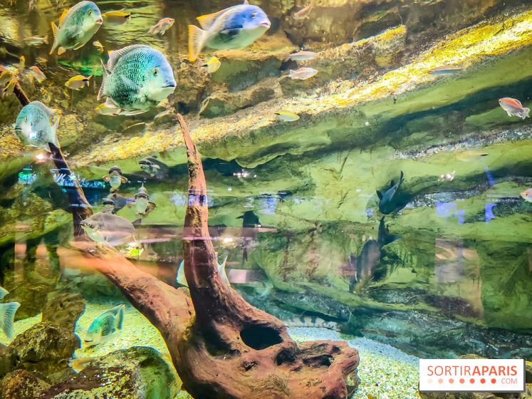 L'Aquarium Tropical de la Porte Dorée