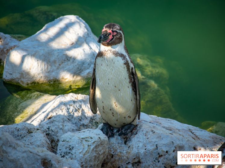 Parrot World, le parc animalier immersif d'Île-de-France