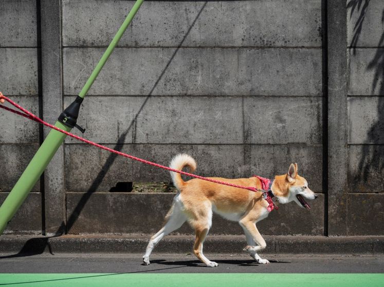 chien