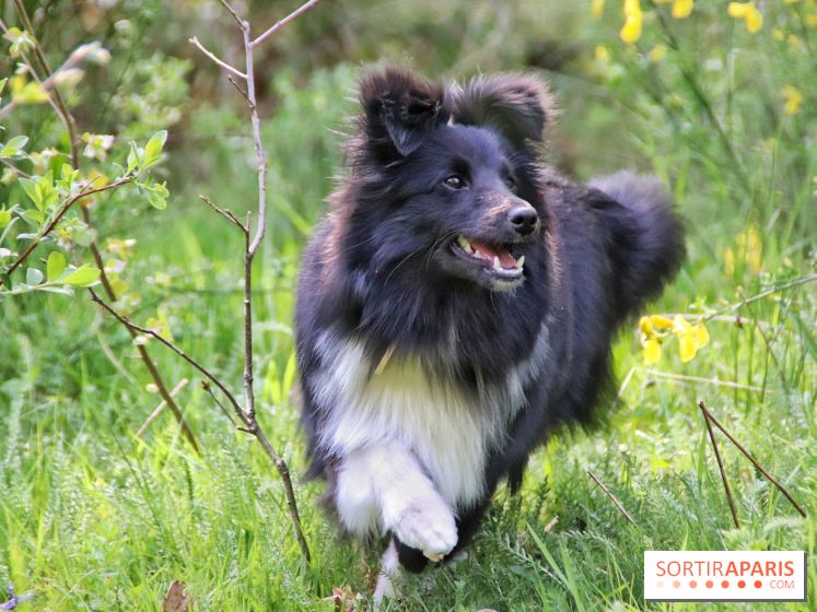 Deux boutiques éphémères Royal Canin dédiées aux chiens et aux chats ont ouvert à Paris