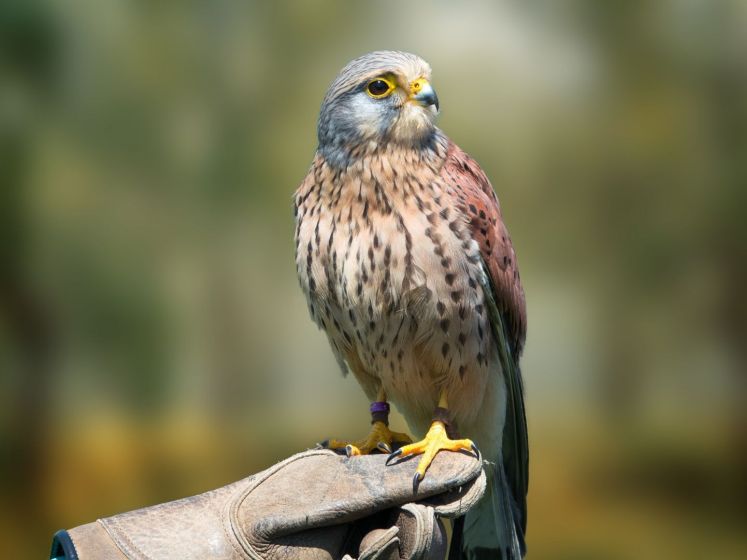 Paris-Saint-Germain : la pelouse du Parc des Princes protégée par des faucons