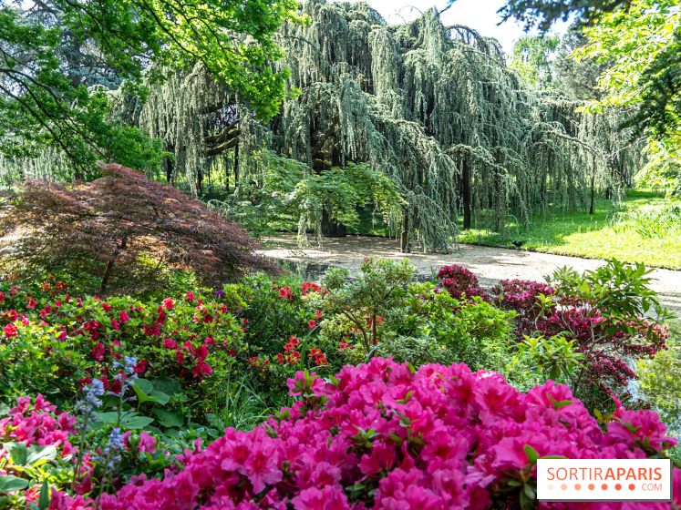 Arboretum de la Vallée-aux-Loups, une balade au milieu des arbres remarquables - A7C07775