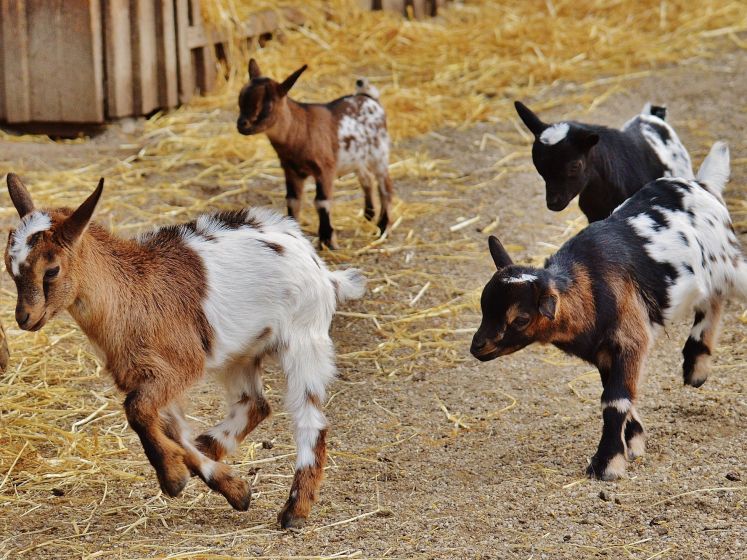 ferme pédagogique de mantes la jolie