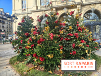 Noël Paris visuels - cadeau - sapin - Marché de Noël - cadeau de Noël - décoration - Mairie 11e