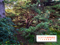 Le Jardin Alpin caché du Jardin des Plantes