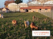 Fermes de Gally - Saint Denis - 121E8A17 ECDB 4F1B 90A8 CF8CA8E2C832