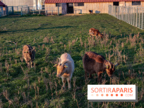 Fermes de Gally - Saint Denis - ED9AAD72 02C7 4C56 B502 2B079F42EDDF