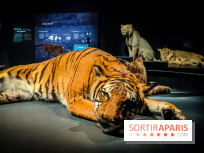 Félins, l'exposition qui nous fait craquer au Muséum national d'Histoire naturelle - photos - IMG20230321102113