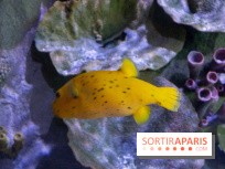 Aquarium Sea Life - IMG 8297