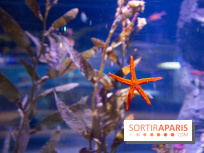 Aquarium Sea Life