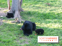 Les tanières du zoo de Thoiry 2023 - Ours