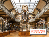 Le mammouth de Durfort restauré au Muséum national d’Histoire naturelle -  A7C7412