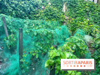 Vignes vendanges - visuels - image00016