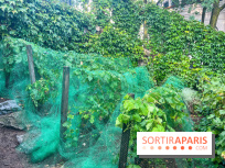 Vignes vendanges - visuels - image00018