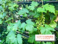 Vignes vendanges - visuels
