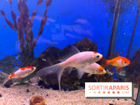 La Maison de la Pêche et de la Nature - image00014