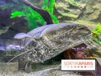 La Maison de la Pêche et de la Nature - image00019