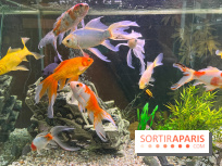 La Maison de la Pêche et de la Nature - image00003