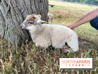La ferme de Saint-Cyr l'Ecole - image00073