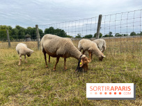 La ferme de Saint-Cyr l'Ecole - image00033