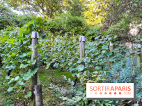 Vignes de Belleville - image00007