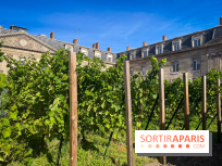 Vignoble Hôtel de Ville - IMG 9237